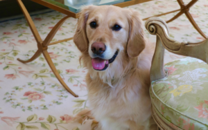 Goldens Are FURever Gala