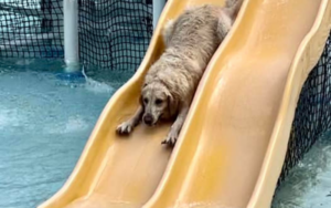 Cumming Aquatic Center’s Dog Days