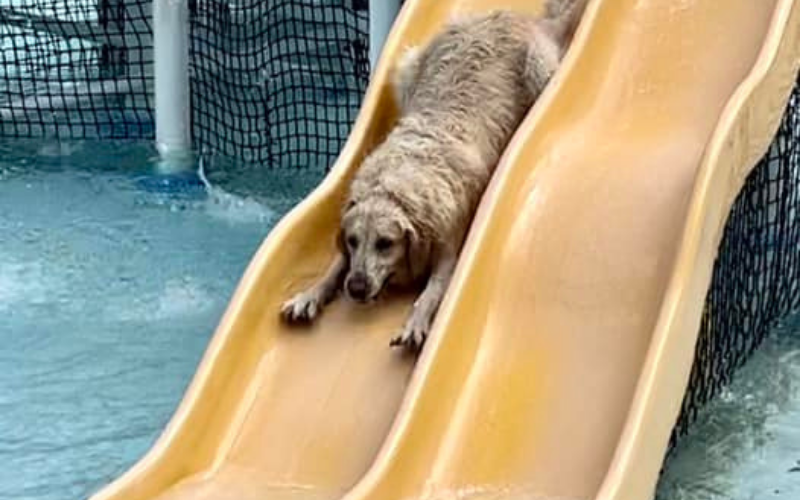 Cumming Aquatic Center’s Dog Days